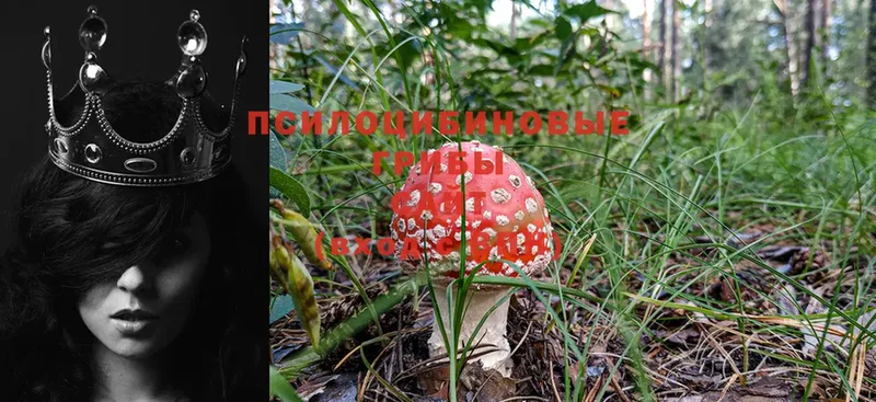 Псилоцибиновые грибы Psilocybine cubensis  хочу   Белоозёрский 